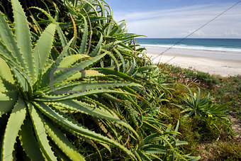 Wild Aloe Vera plant at the beach