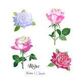 Roses watercolor flowers
