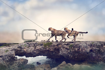 Two Cheetahs 