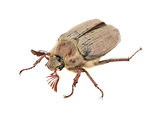 Brown chafer bug
