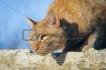 ginger cat hunting