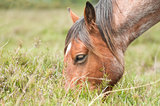 pony grazing closeup