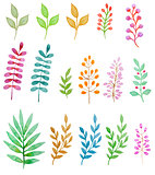 Watercolor floral design elements