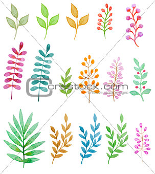 Watercolor floral design elements