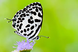 Close up small white butterfly ( Common Pierrot )
