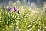Grass, background, blurred sparkling bokeh.