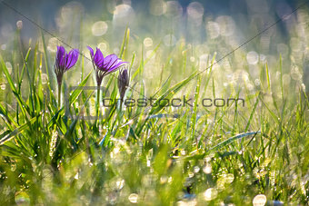Grass, background, blurred sparkling bokeh.
