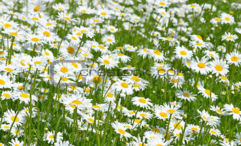  Daisies in the field