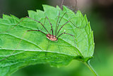 Harvestmen Spider