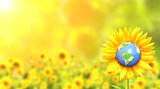 Sunflower and Earth on sunny background