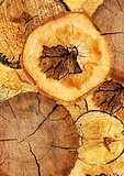 Background with texture cut of a log