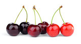 Different varieties of sweet cherry