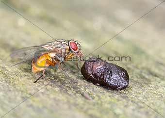 Fly Eating