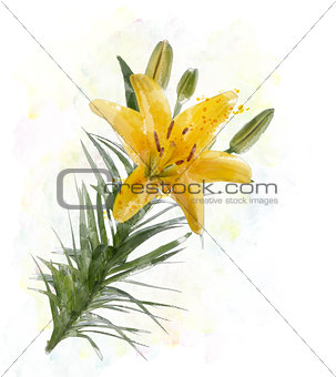 Yellow Lily Watercolor