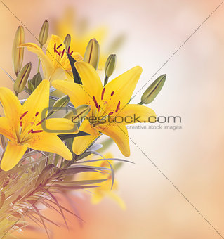 Yellow Lily Flowers