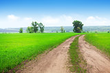 Countryside road through the green grass field