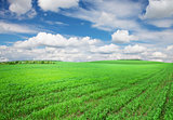 Green grass field and sky with clouds