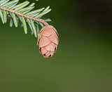 Hemlock Pine Cone