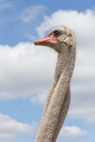 Ostrich head and neck