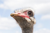 big ostrich head