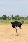 Ostrich on the pasture
