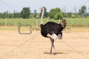 Ostrich in the meadow