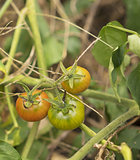 Wild Australian bush tomatoes ripening on vine