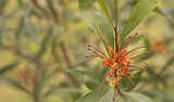 Australian native wildflower Grevillea orange marmalade