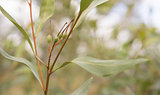 Green seed pods of australian Grevillea orange marmalade