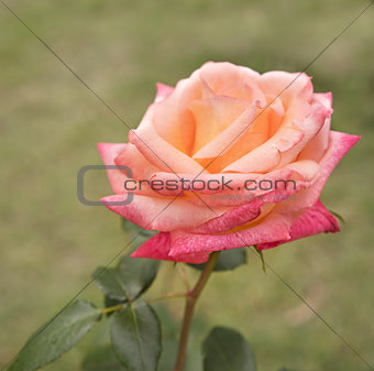 Beautiful rose flower in garden growing