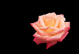 Rose flower isolated on black