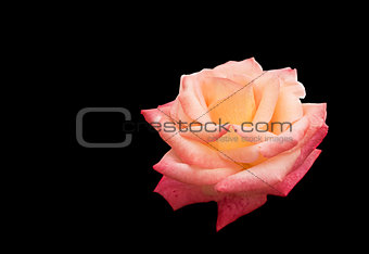 Rose flower isolated on black