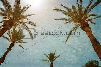 Branches of palms under blue sky