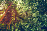 Green forest background 