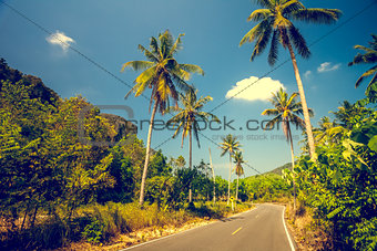 Asfalt road with palm trees 
