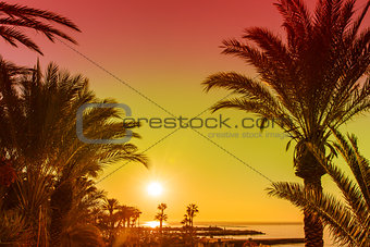 Sunset over tropical bay with palms