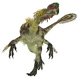 Citipati Male Dinosaur