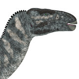 Iguanodon Dinosaur Head