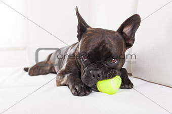 dog plays with ball