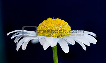 Daisy Closeup 