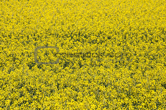 rapeseed background