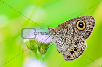 Close up of a grey-brown butterfly with "eye" spots on its wings