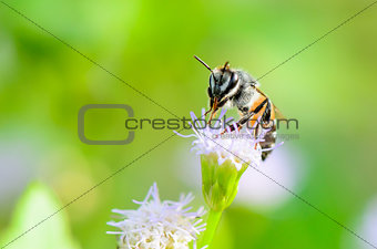 Small bees are clean legs and mouth