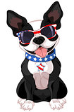 4th of July Boston Terrier 