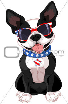 4th of July Boston Terrier 