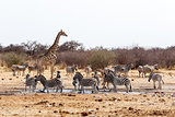 Giraffa camelopardalis and zebras drinking on waterhole