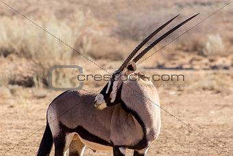 portrait of Gemsbok, Oryx gazella