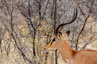 Portrait of Springbok Antidorcas marsupialis