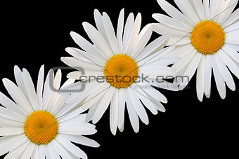 white daisy against black background