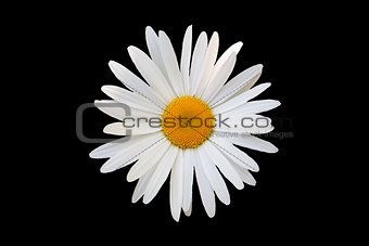white daisy against black background